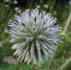 Echinops sphaerocephalus