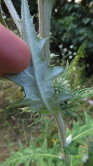 Echinops sphaerocephalus