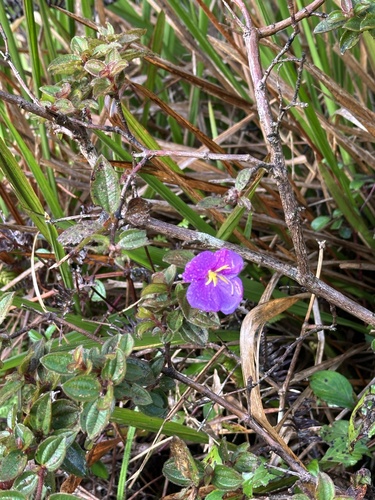 Small-Leaf Osbeckia (Osbeckia parvifolia)