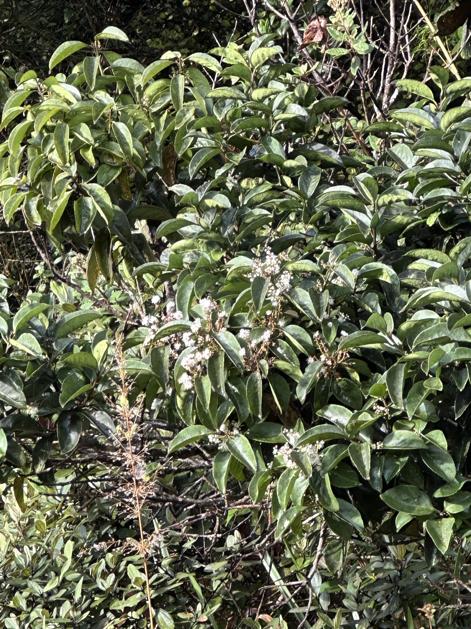 Symplocos acuminata