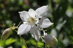 Aquilegia coerulea