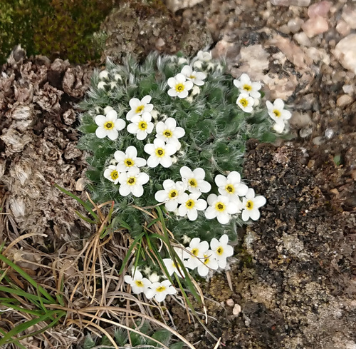 Eritrichium argenteum