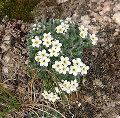 Eritrichium argenteum