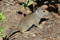 Uinta Ground Squirrel photo 2