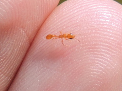 Pseudomyrmex pallidus