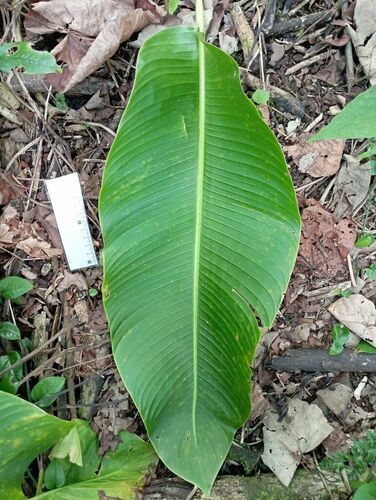 Heliconia indica observed 2024-11-04