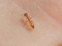 Pseudomyrmex pallidus