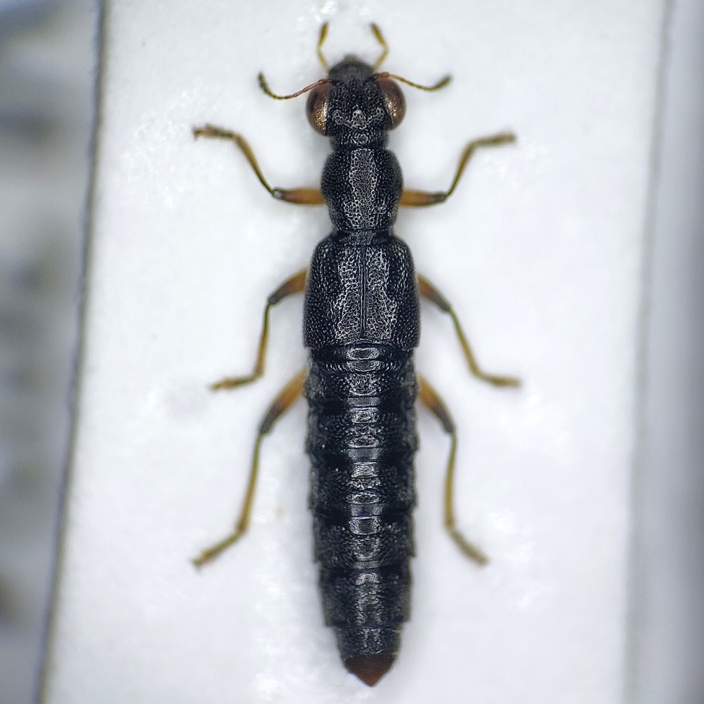 Stenus nitidiusculus
