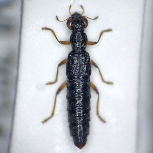 Stenus nitidiusculus