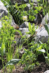 Aquilegia coerulea