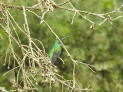 Colibri