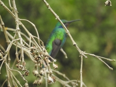 Colibri