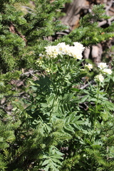 Polemonium foliosissimum