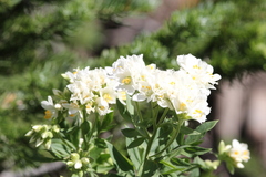 Polemonium foliosissimum
