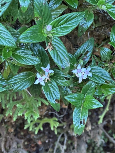Knoxia platycarpa observed 2024-12-17