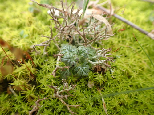 Image of Teucrium botrys by (c) Franck Cabot, some rights reserved (CC BY)