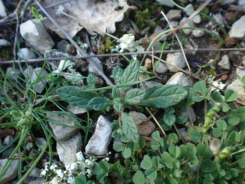 Image of Helianthemum salicifolium by (c) Franck Cabot, some rights reserved (CC BY)