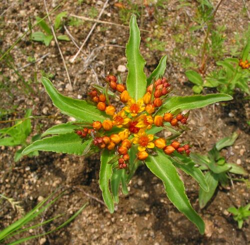 Phedimus aizoon iNat (1)