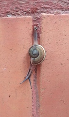 Ariophanta exilis