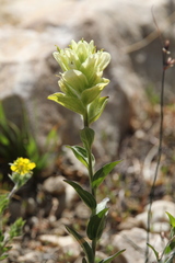 Castilleja occidentalis