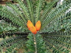 Encephalartos ferox