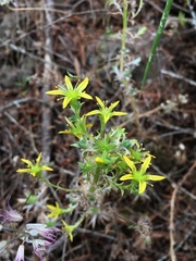 Sedella