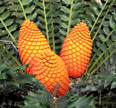 Encephalartos ferox