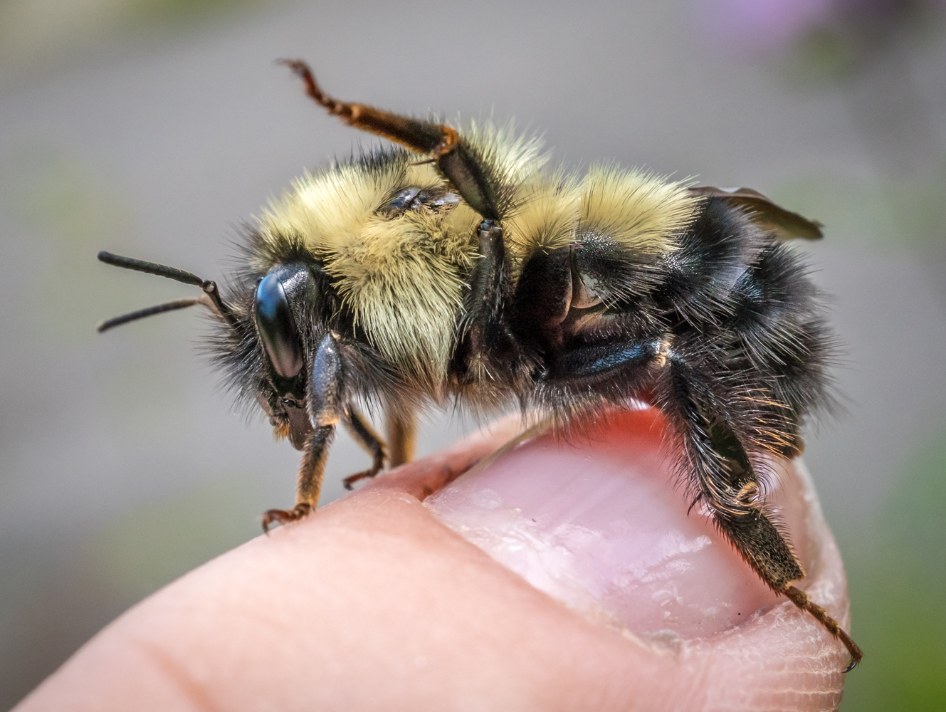 Katta mushuklar it uslubi Rus porno va Saransk