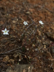 Eremogoneae