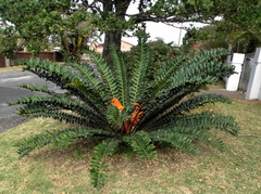 Encephalartos ferox