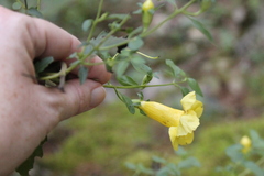 Aureolaria grandiflora