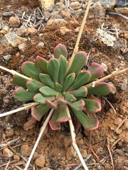 Columbian Lewisia (Lewisia columbiana)