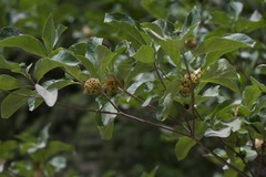 Cornus nuttallii