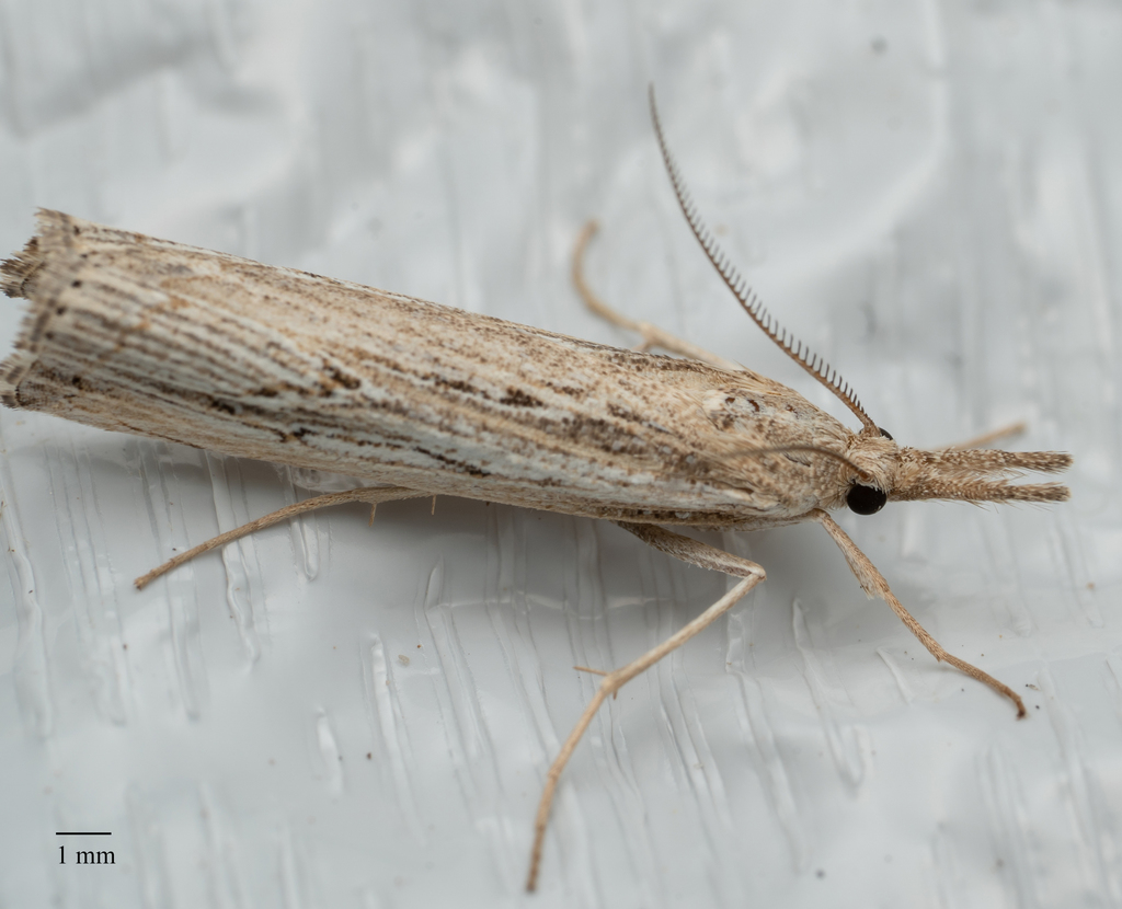 Thaumatopsis repandus