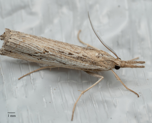 Thaumatopsis repandus