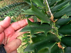 Encephalartos ferox
