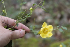 Aureolaria grandiflora