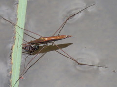 Limnoporus notabilis