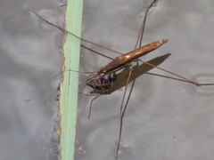 Limnoporus notabilis