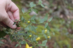 Aureolaria grandiflora
