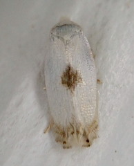 Pseudopostega
