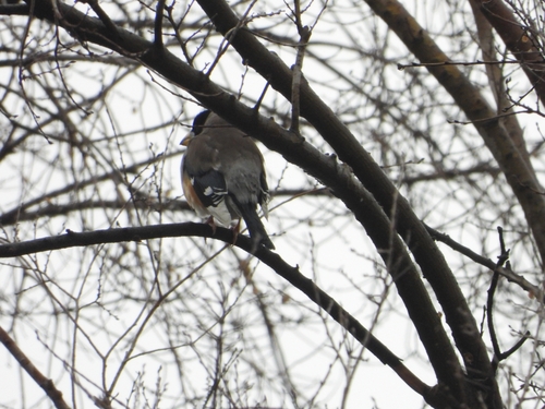 Chinese Grosbeak (Eophona migratoria), photo 7