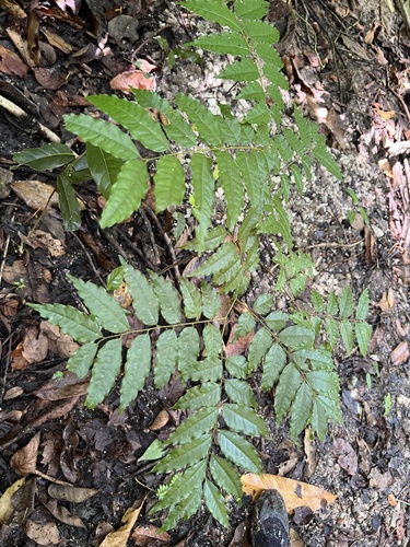 Tristiropsis acutangula observed 2025-02-27