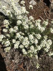 Leptosiphon nuttallii