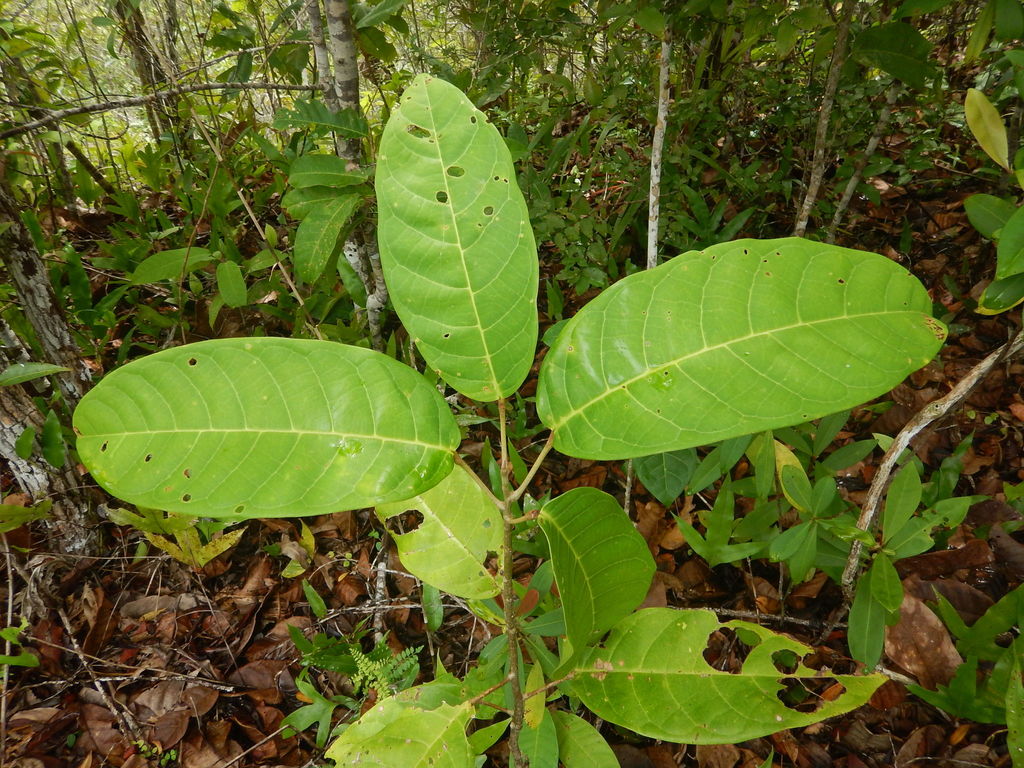 Anisoptera thurifera (Anisoptera thurifera)