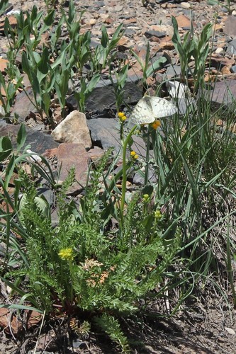 Parnassius clodius menetriesii