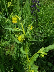 Senecio triangularis