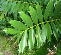Encephalartos ferox