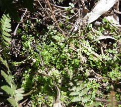 Callitriche muelleri