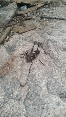 Paratlanticus ussuriensis